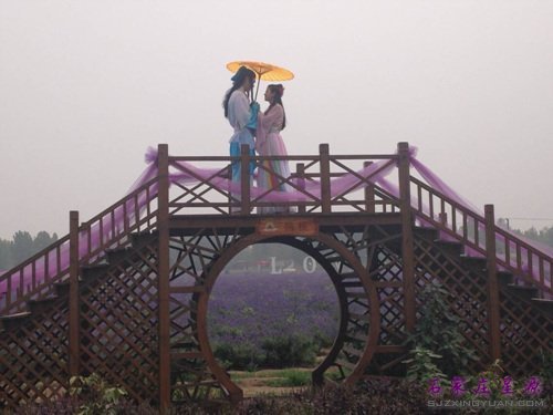 牛郎织女在薰衣草鹊桥“相会”啦