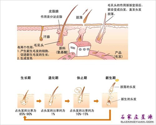 毛发的生长周期 图示