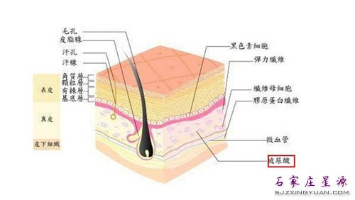 我叫玻尿酸 是人体组织成分中的一种